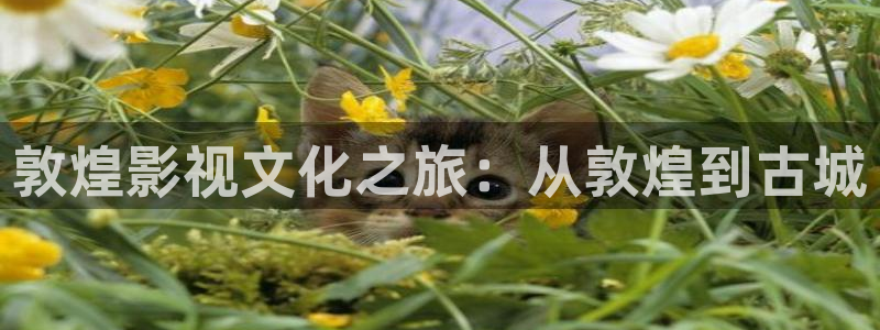 丫丫4480私人影院：敦煌影视文化之旅：从敦煌到古城